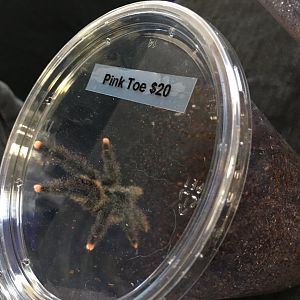 3/7/20 Pinktoe Tarantula