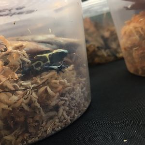 3/7/20 Dyeing Poison Dart Frog