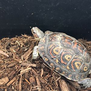 3/7/20 Painted Wood Turtle