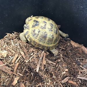 3/7/20 Afghan Tortoise