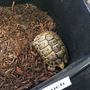 3/7/20 Hermann's Tortoise