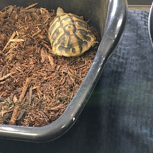 3/7/20 Common Tortoise