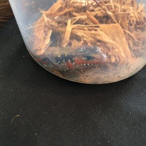 3/7/20 Fire Skink