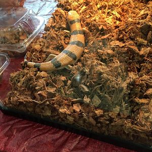 3/7/20 Peter's Banded Skink