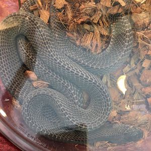 3/7/20 Cape File Snake