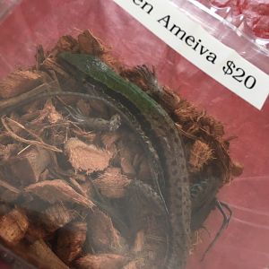 3/7/20 Giant Ameiva