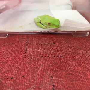 3/7/20 Red-eyed Tree Frog