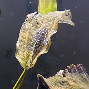 Pseudelitoxhus kelsorum