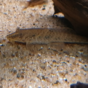 Hemiloricaria parva