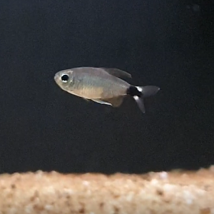 Hyphessobrycon elachys