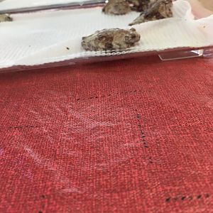 3/7/20 Pied Warty Frog