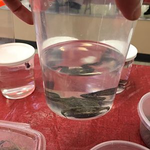 3/7/20 Suriname Toad