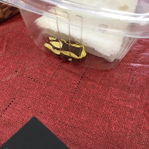 3/7/20 Clown Tree Frog