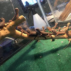 3/7/20 Central Bearded Dragons