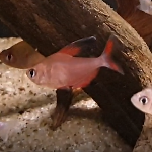 Hyphessobrycon jackrobertsi