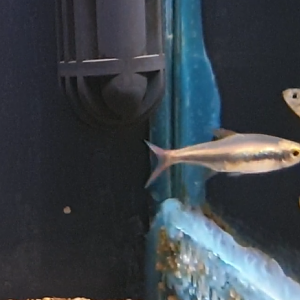 Hyphessobrycon loretoensis