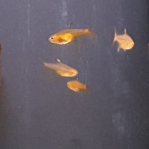 Hyphessobrycon  amandadae