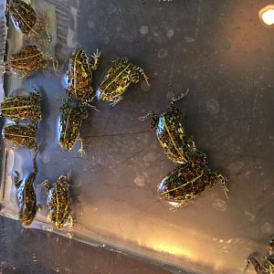 3/7/20 African Bullfrogs