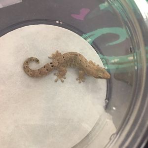 3/7/20 Mourning Gecko