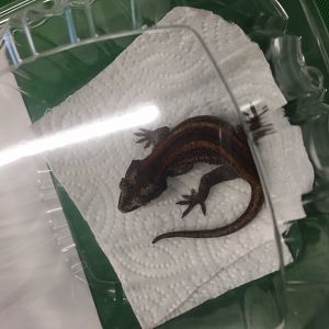3/7/20 Prony Giant Gecko