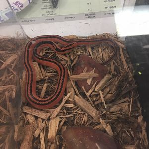 3/7/20 Thai Bamboo Ratsnake