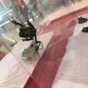 3/7/20 Vietnamese Mossy Frog (Australian Green Tree Frog in back)