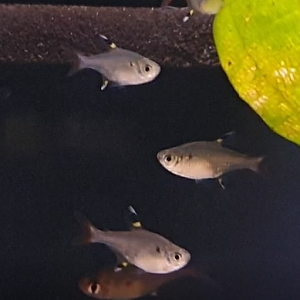 Pristella maxiliaris