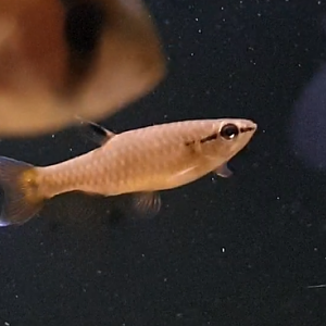 Pyrrhulina cf brevis