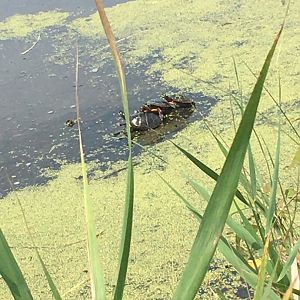 Painted Turtles, Cape May County, NJ