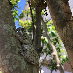 Cope's/Gray Tree Frog, Cape May County, NJ