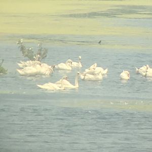 Mute Swans, Cape May County, NJ