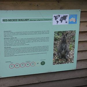 Bennett's Wallaby signage