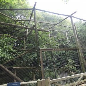 Clouded Leopard enclosure