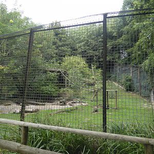 White Belted Ruffed Lemur enclosure