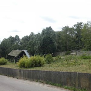 Western Lowland Gorilla bachelor enclosure