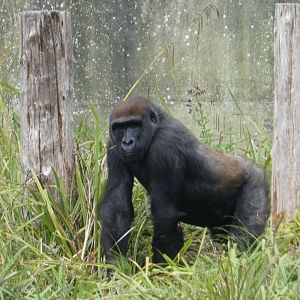 Blackback Western Lowland Gorilla
