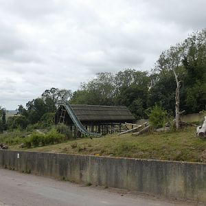 Western Lowland Gorilla bachelor enclosure (2)