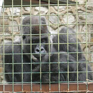 'Timbou', Western Lowland Gorilla