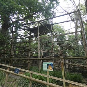 Black-and-gold Howler Monkey enclosure