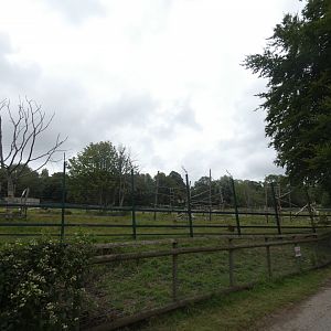 Guinea Baboon outdoor enclosure
