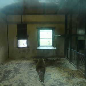 Guinea Baboon indoor enclosure