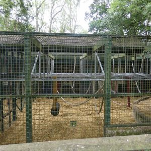 Western Lowland Gorilla bachelor enclosure (3)