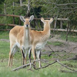 Kafue Flats Lechwe