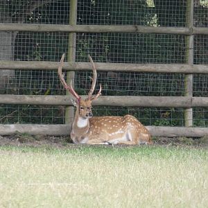 Axis Deer