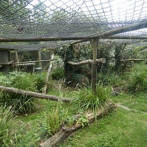 Fishing Cat enclosure