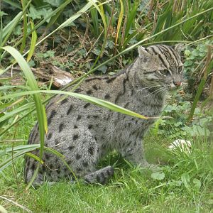 Fishing Cat