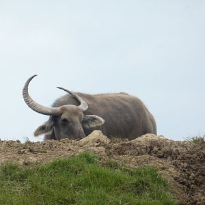 Asian Water Buffalo