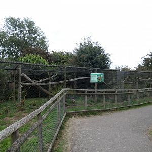 Ring-tailed Coati enclosure