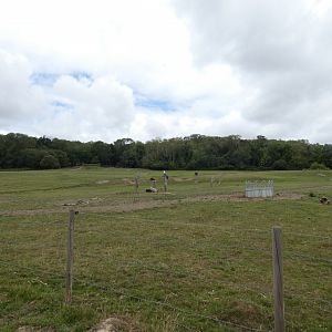 European Bison and Przewalski's Horse enclosure
