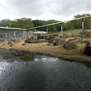 Pallas' Cat enclosure (2)